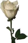 One of the white roses given to women last week